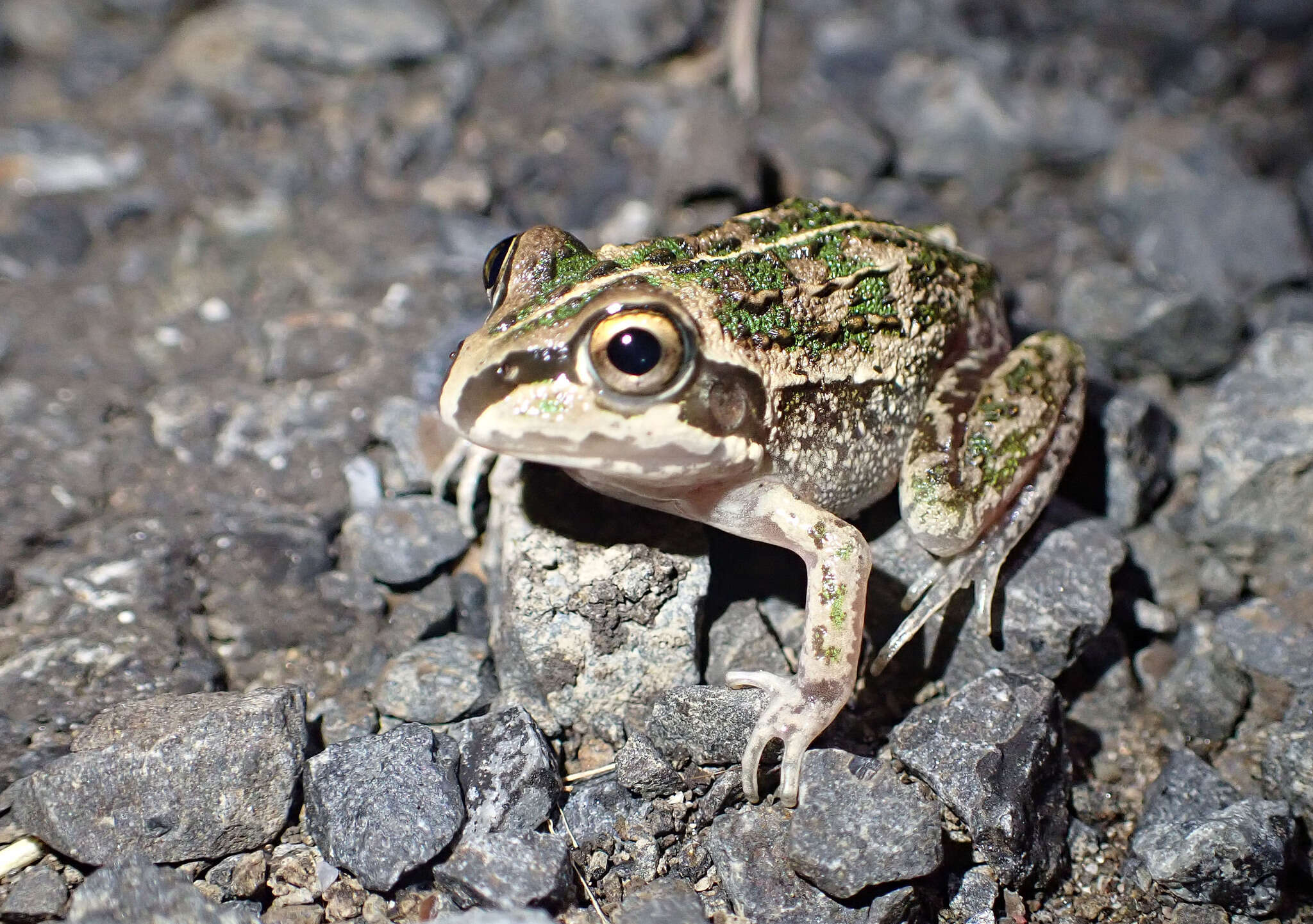 Plancia ëd Ranoidea verrucosa (Tyler & Martin 1977)