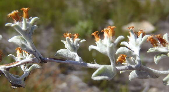 Image of Chaff Everlasting