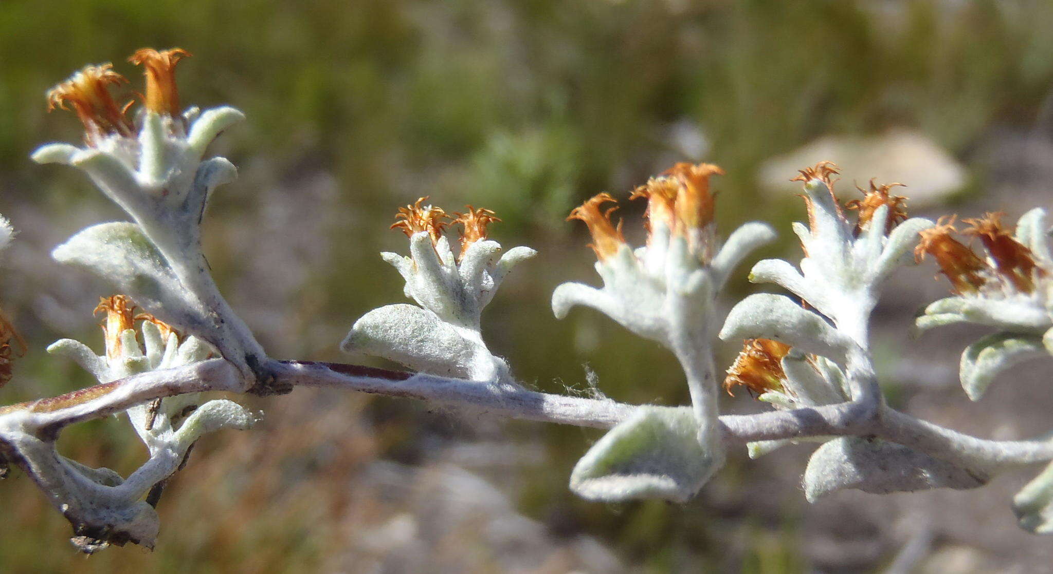 Слика од Helichrysum tinctum (Thunb.) Hilliard & Burtt