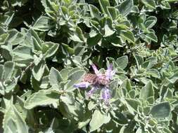 Image de Plectranthus neochilus Schltr.