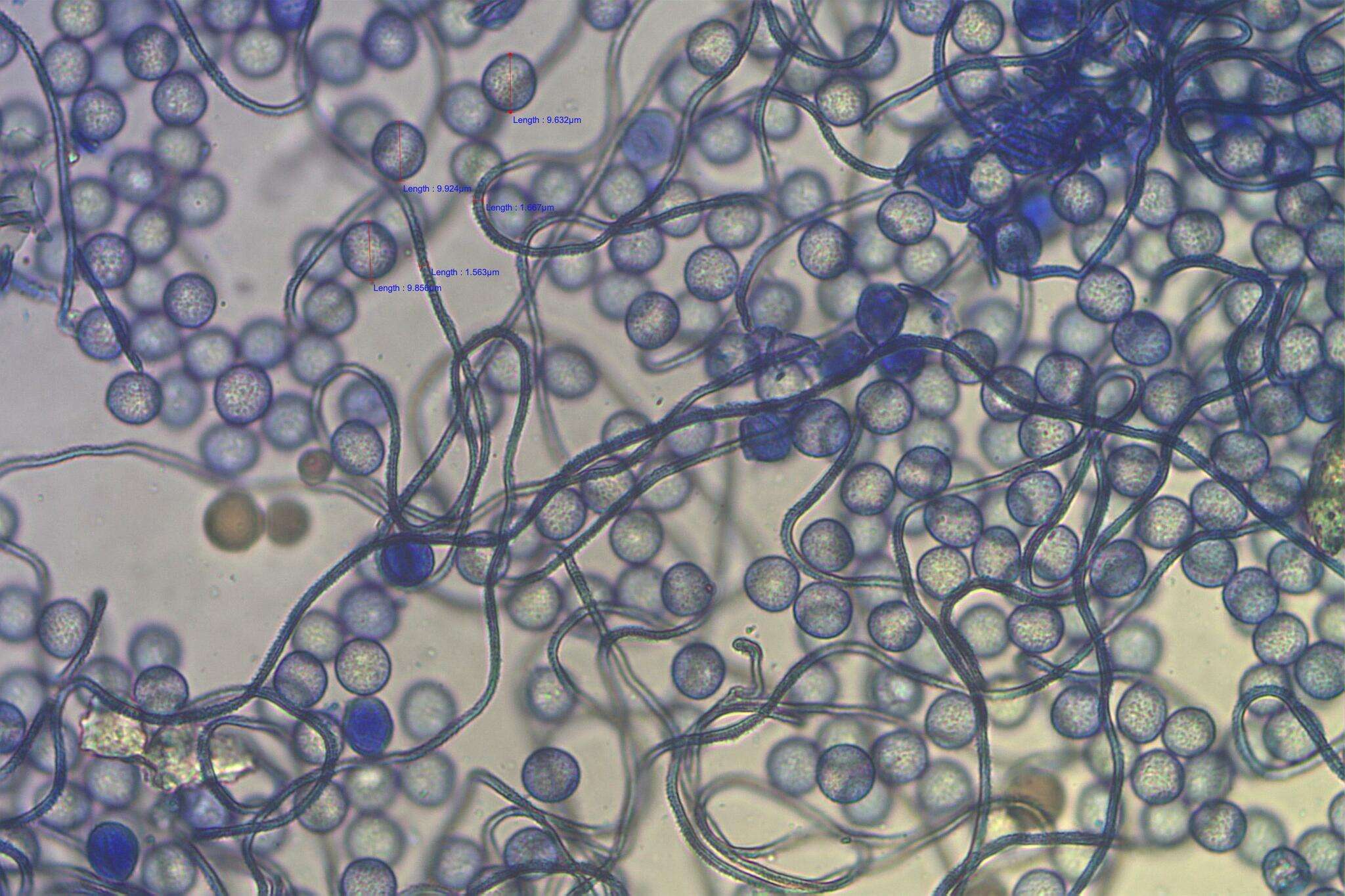 Image of Calomyxa metallica