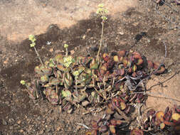 Image of Crassula atropurpurea var. watermeyeri (Compton) Tölken