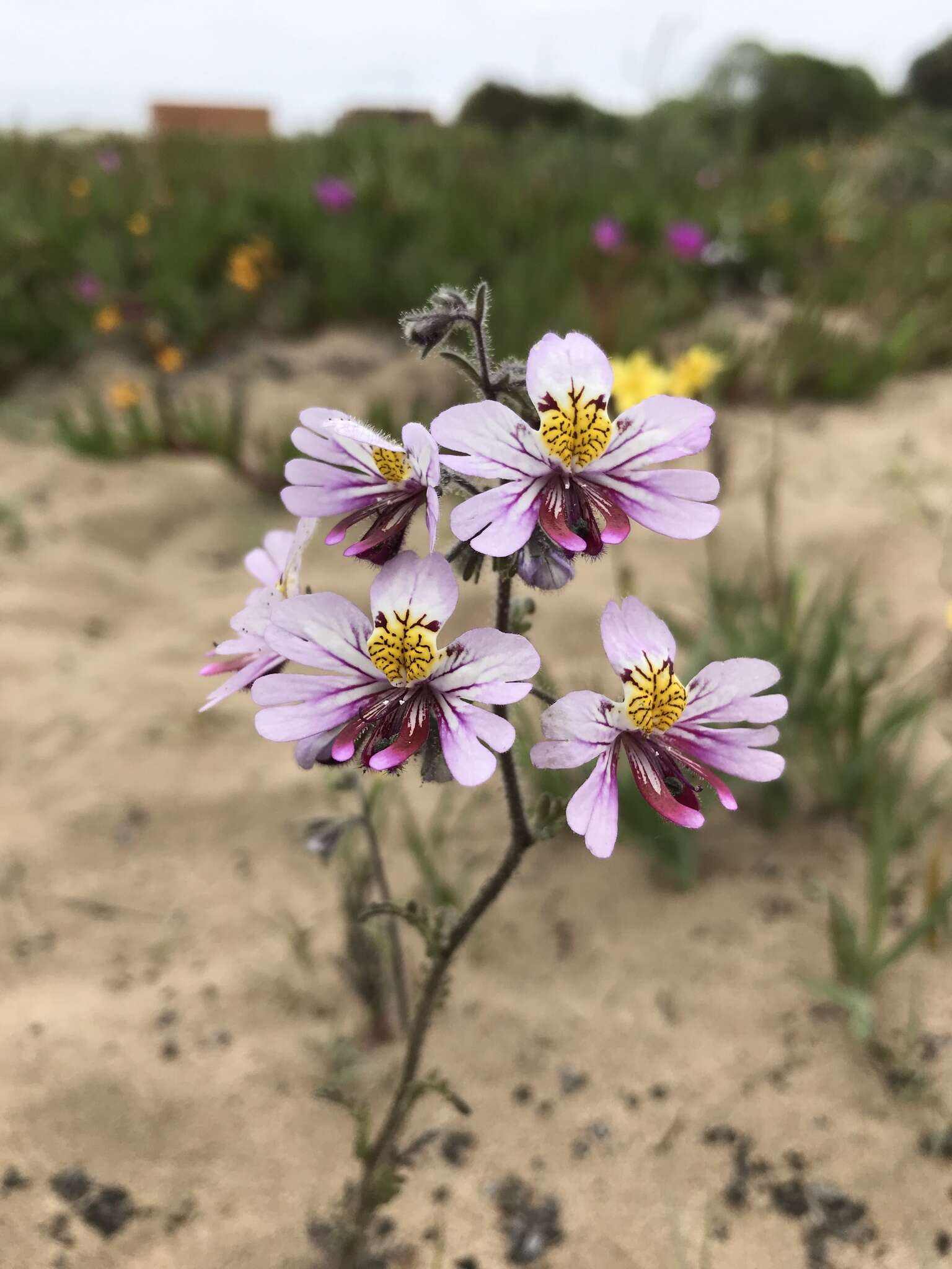 Imagem de Schizanthus litoralis var. humilis