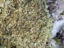 Image of rim lichen