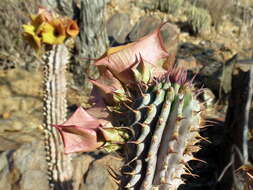 Image of Ceropegia floriparva Bruyns