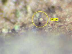 Image of Echinostelium apitectum K. D. Whitney 1980