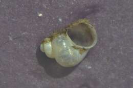 Image de Bithynia leachii (Sheppard 1823)