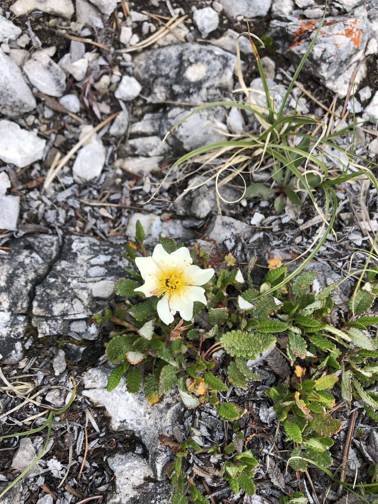 Imagem de Dryas octopetala subsp. hookeriana (Juz.) Hulten