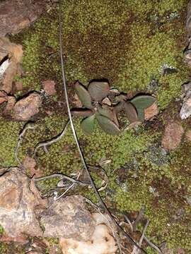 Image of Grahamia coahuilensis (S. Wats.) G. D. Rowley