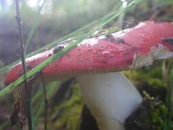 Image of Russula silvicola Shaffer 1975