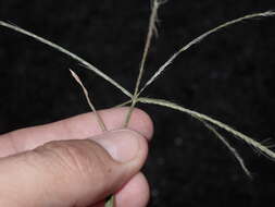 Image of spreading windmill grass