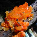 صورة Tremella samoensis Lloyd 1919