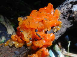 Image of Tremella samoensis Lloyd 1919