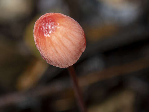 Image de Mycena toyerlaricola Grgur. 2003