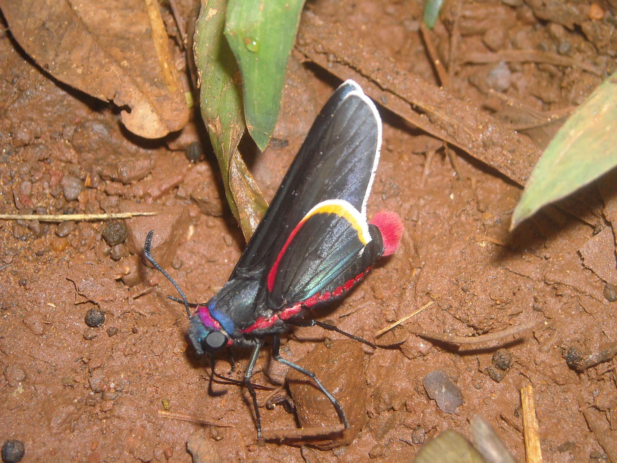 Image of Mysoria barcastus Sepp 1855