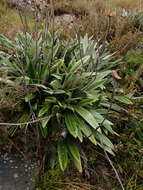 Image of Celmisia latifolia (F. Müll. ex Benth.) M. Gray & D. R. Given