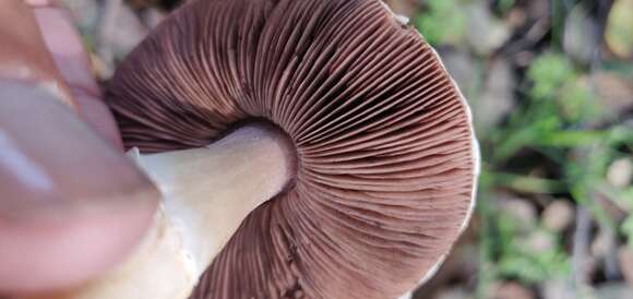 Image of Agaricus kerriganii L. A. Parra, B. Rodr., A. Caball., M. Martín-Calvo & Callac 2013