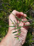 Euphorbia articulata Aubl. resmi