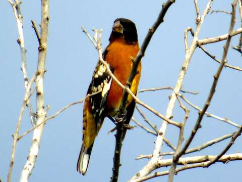 Image of Black-headed Grosbeak