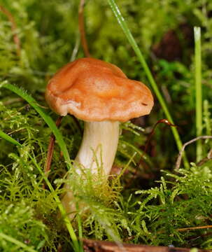 Image of Hygrocybe austropratensis A. M. Young 1999