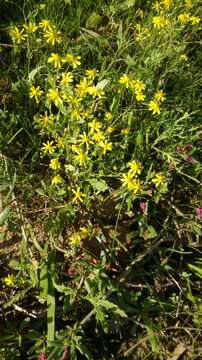 Image of Senecio abruptus Thunb.