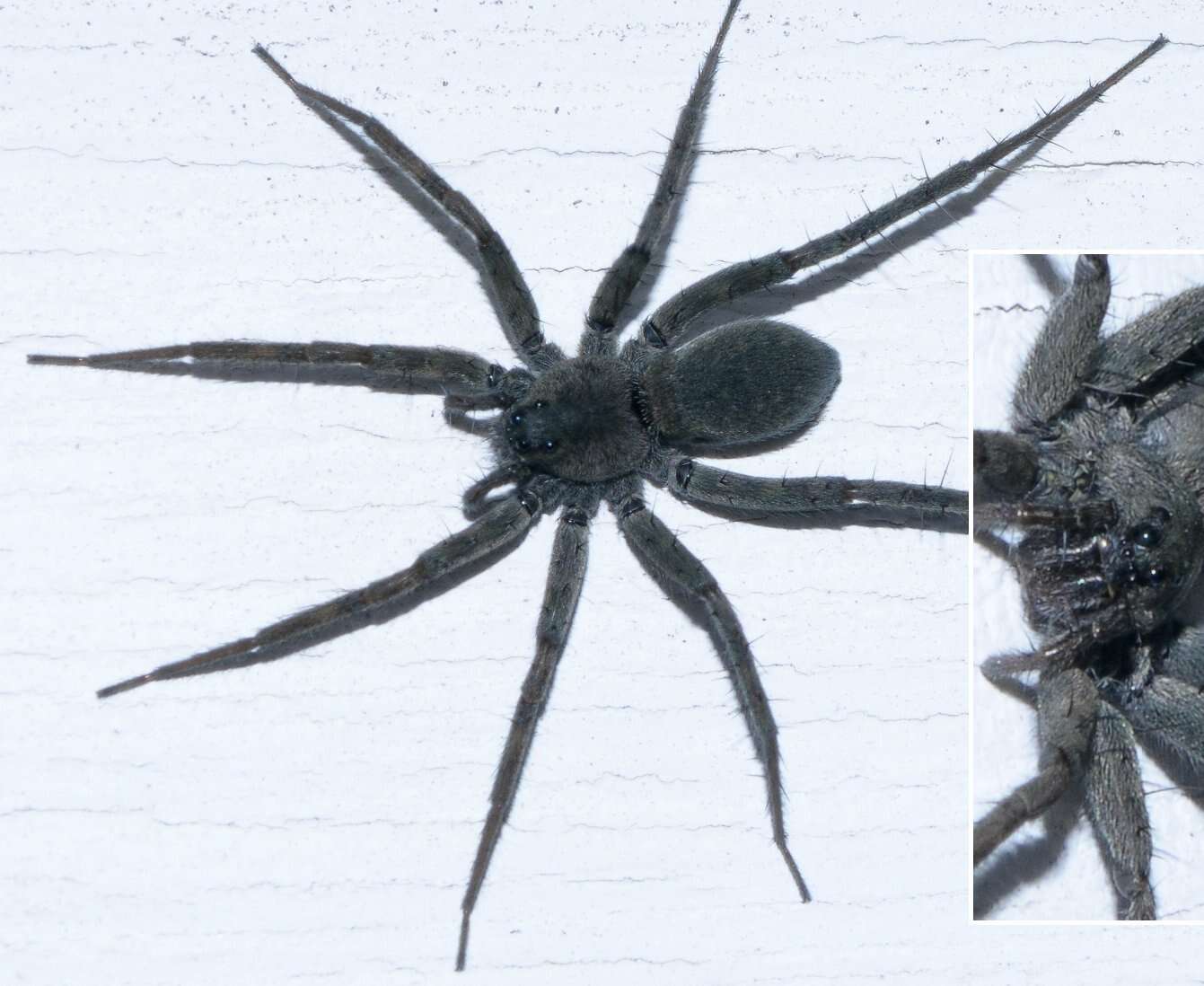 Image of Stone Spider