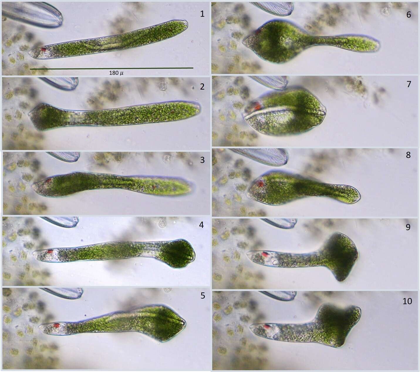 Image de Euglena ehrenbergii Klebs 1883