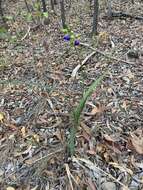 Image of cerulean flaxlily