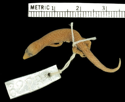 Image of Cayman Least Gecko