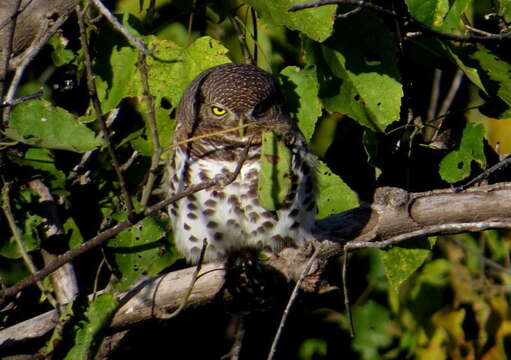 Image of Glaucidium capense ngamiense (Roberts 1932)