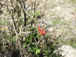 Justicia candicans (Nees) L. D. Benson resmi