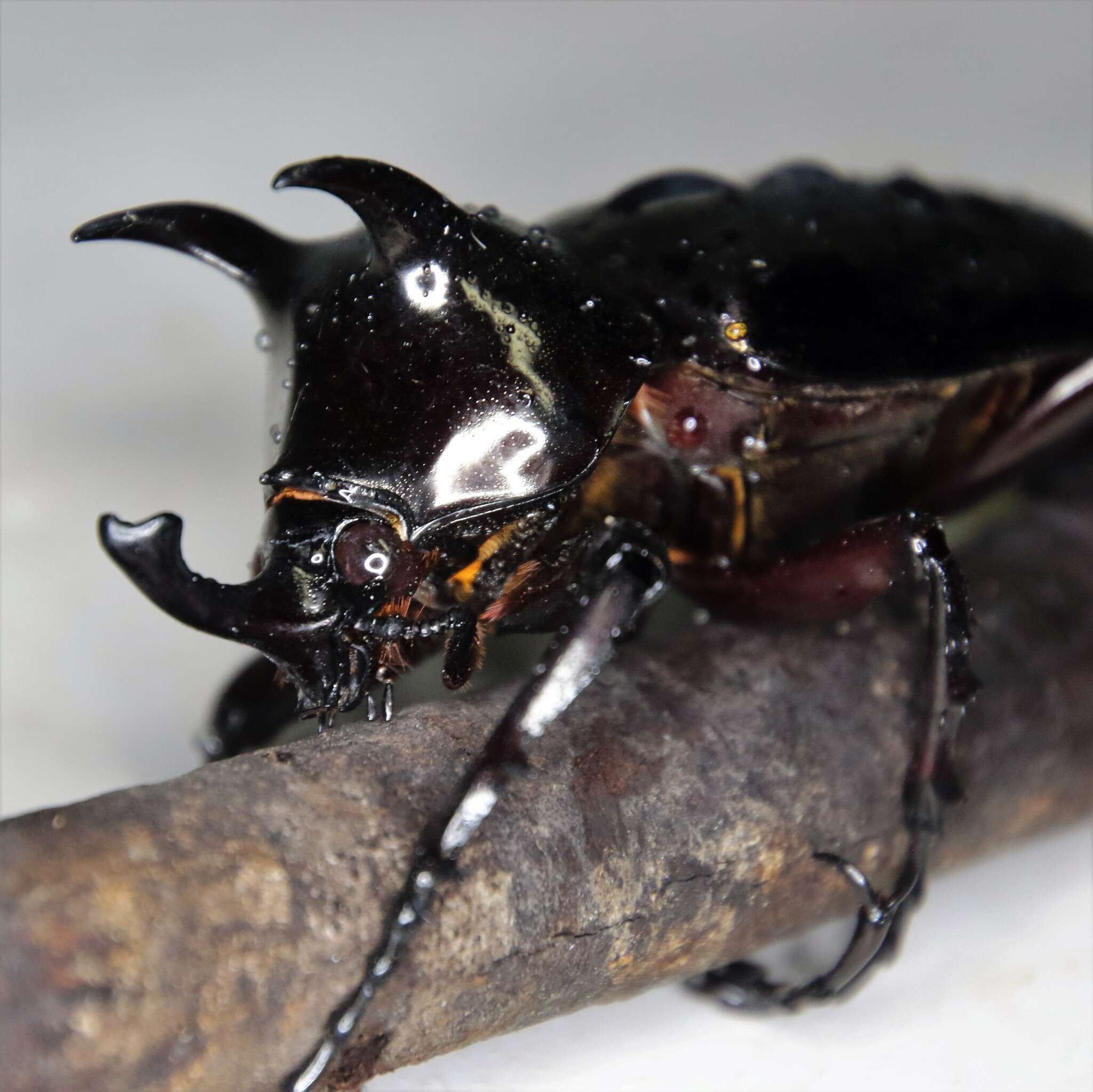 Image of Chalcosoma atlas mantetsu Nagai 2004