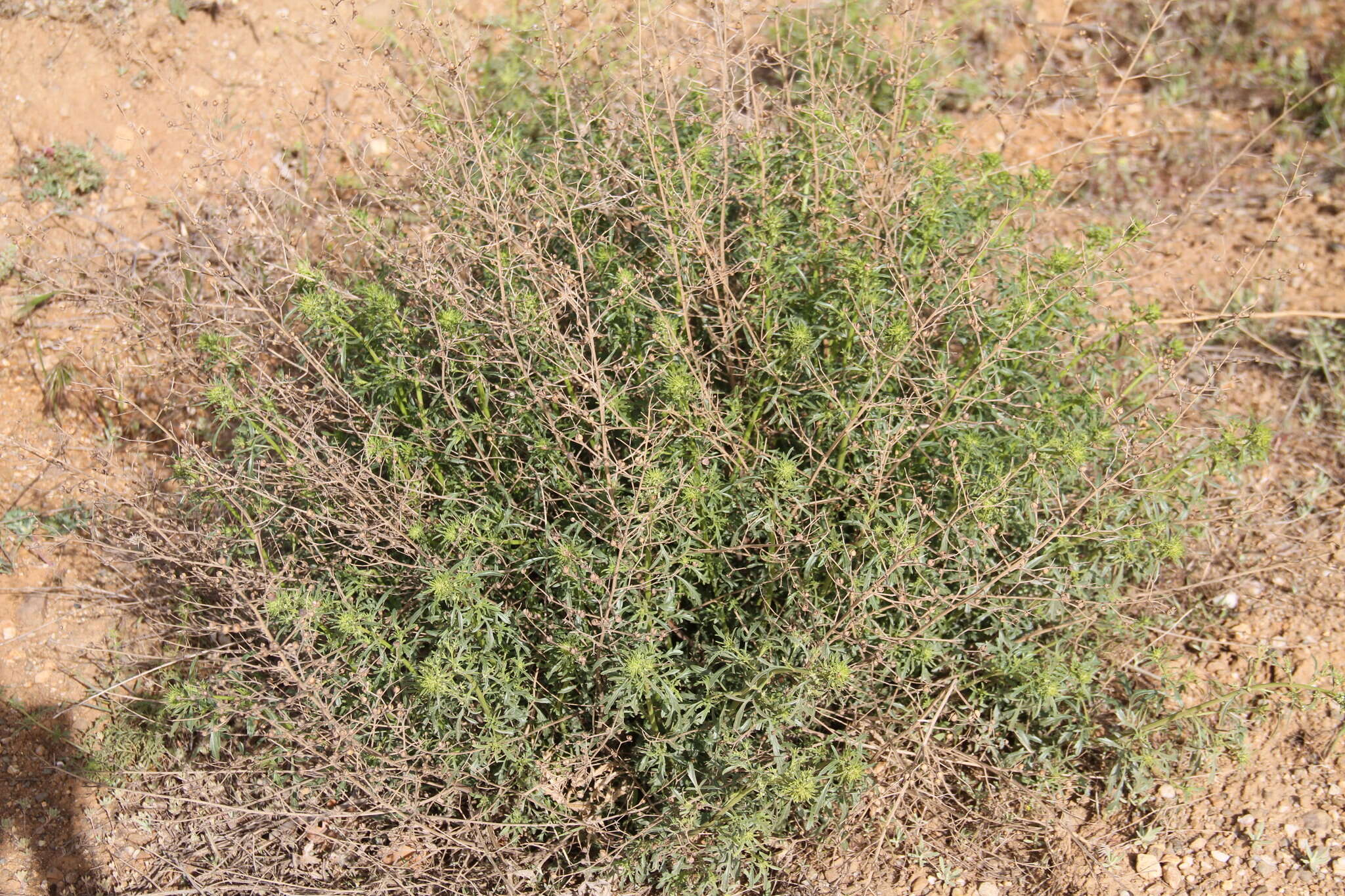 Image of Scrophularia canina subsp. bicolor (Sibth. & Sm.) W. Greuter