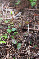 Image of Tipularia japonica Matsum.