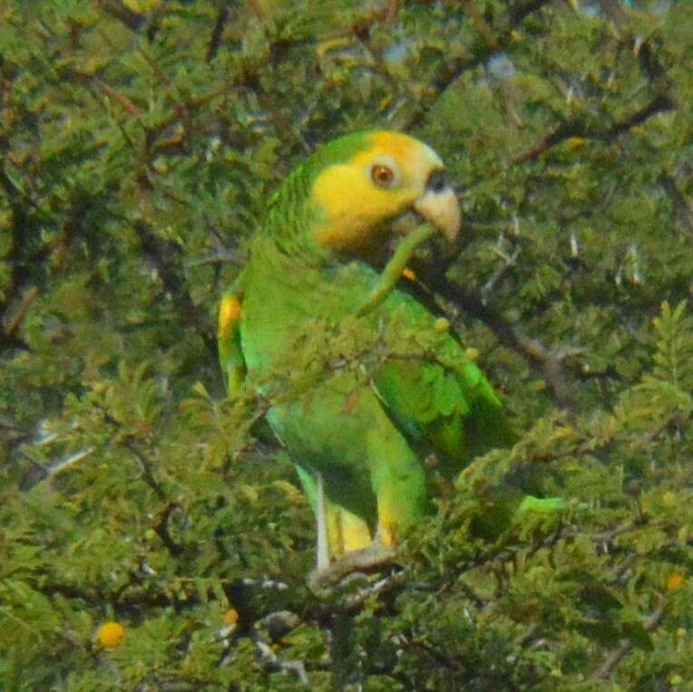 Image of Yellow-shouldered Amazon