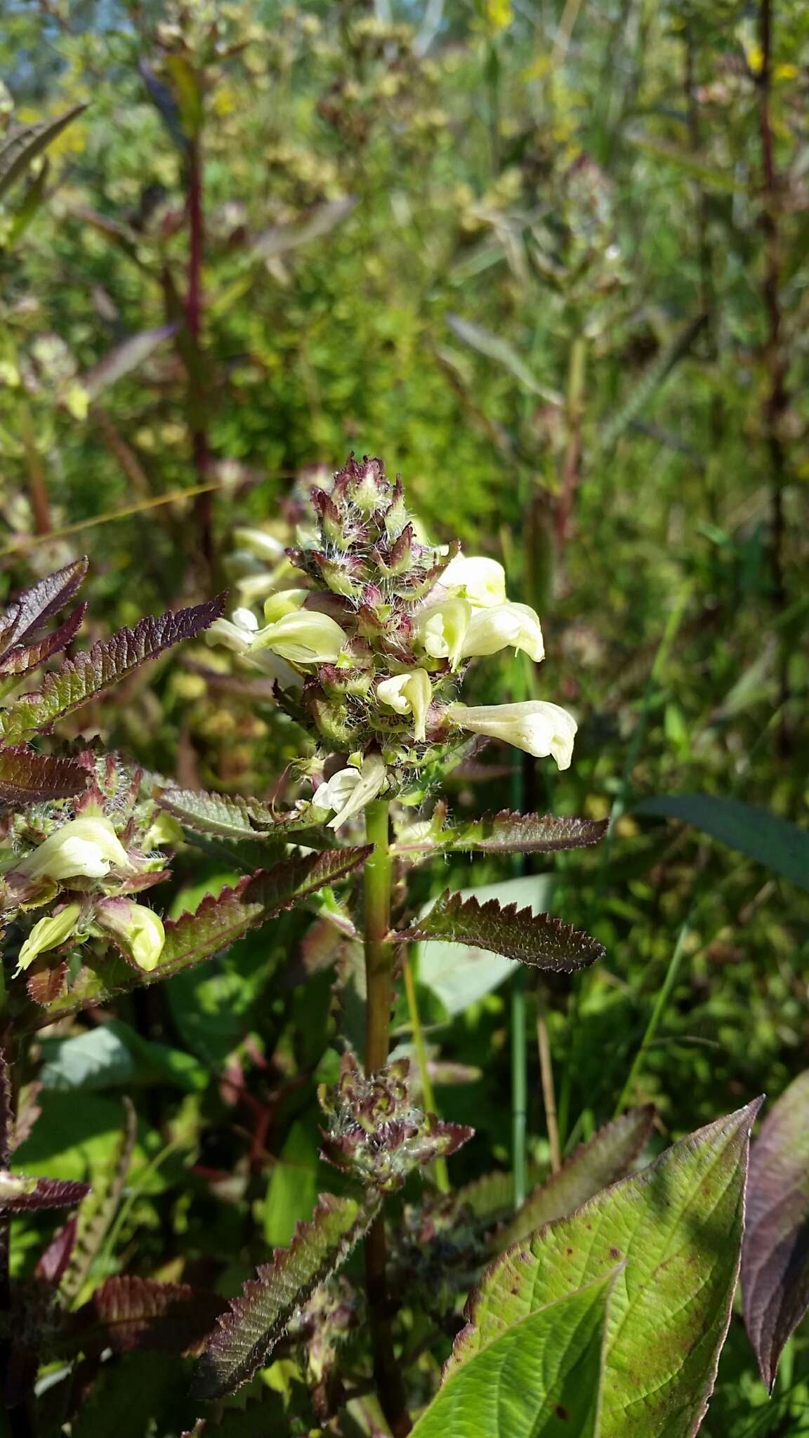 Image of swamp lousewort