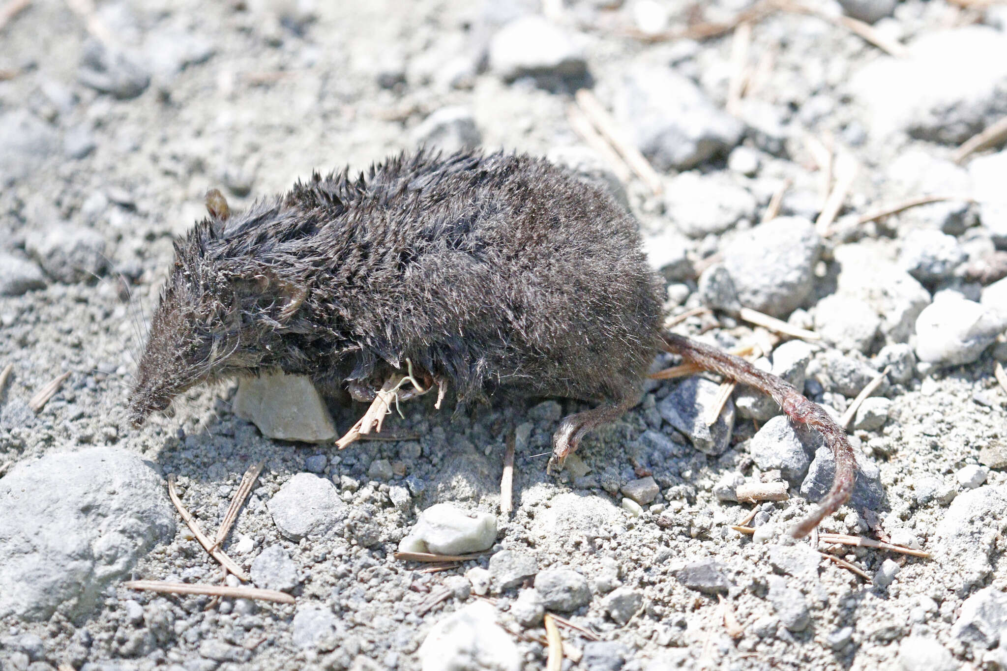 Image of Trowbridge's shrew