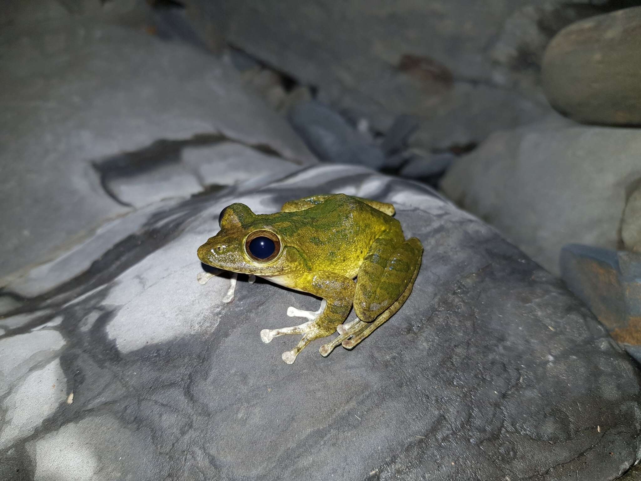 Image of Buergeria robusta (Boulenger 1909)