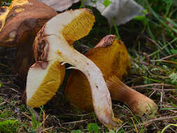 Image of Poplar Bolete