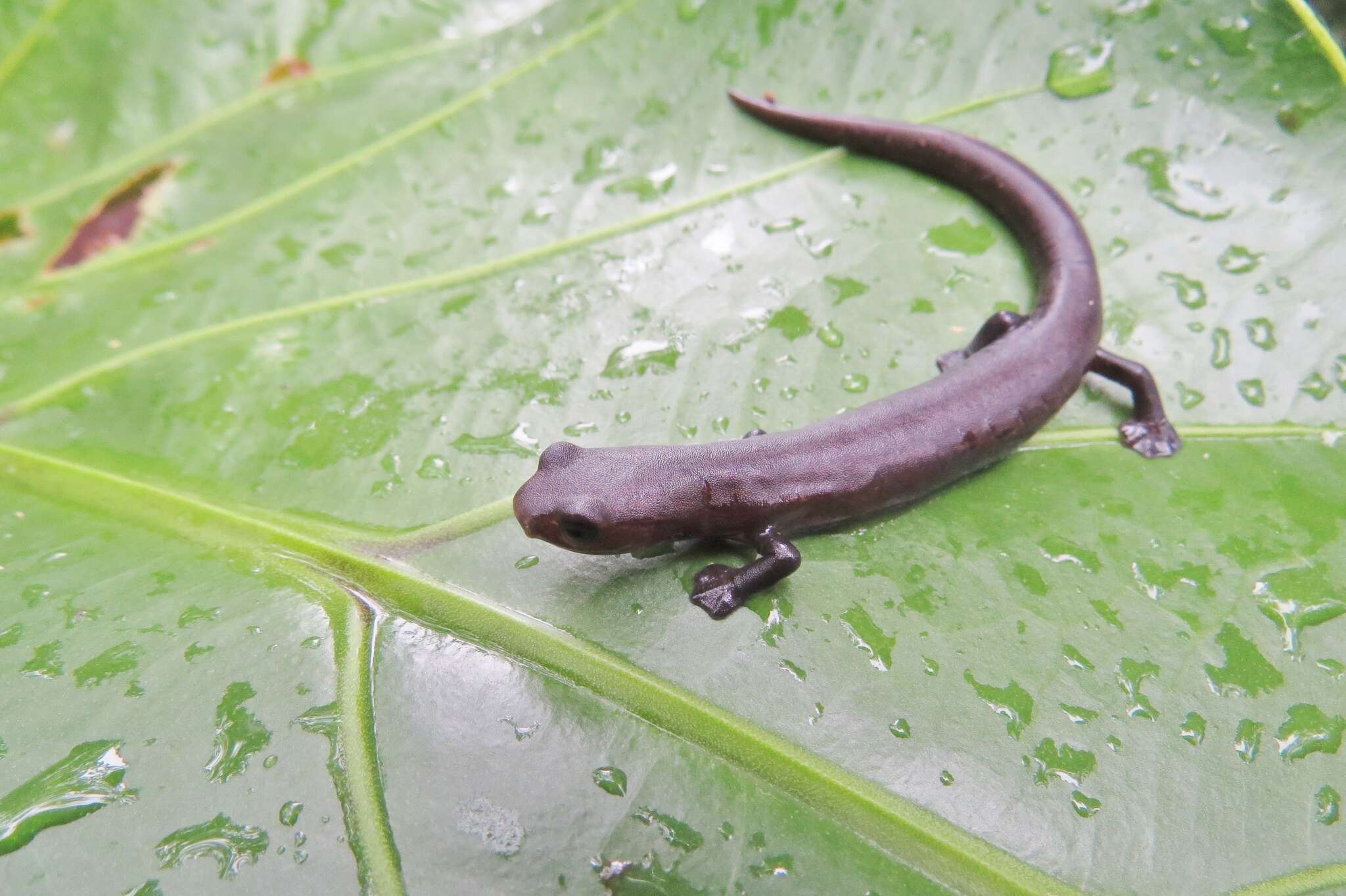 Image of Salamandra De Mombacho