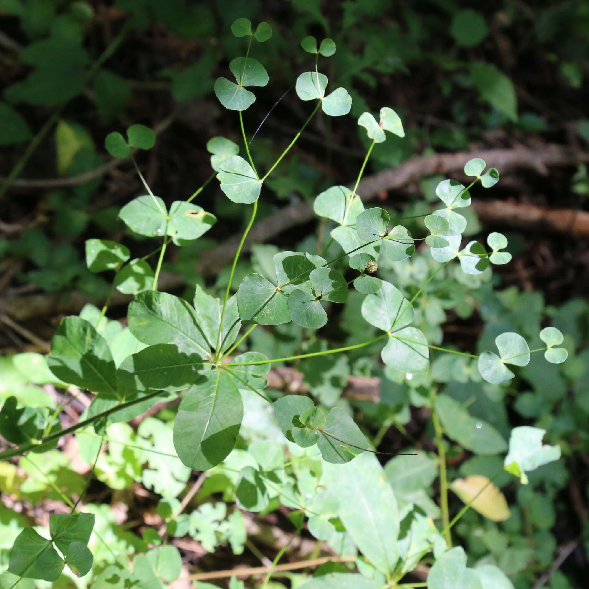 Image of Euphorbia squamosa Willd.