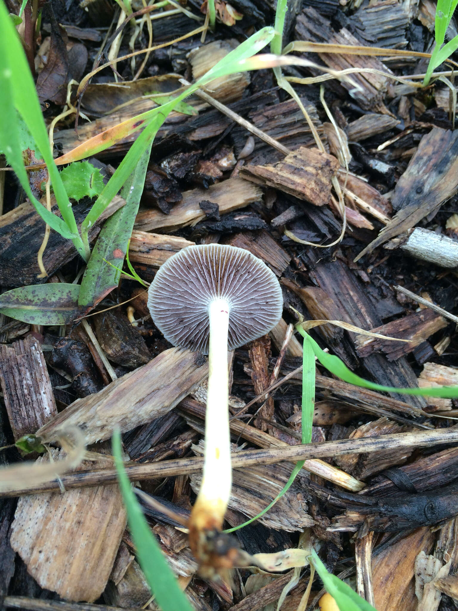 Image de Leratiomyces percevalii (Berk. & Broome) Bridge & Spooner 2008