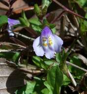 Image of Japanese mazus