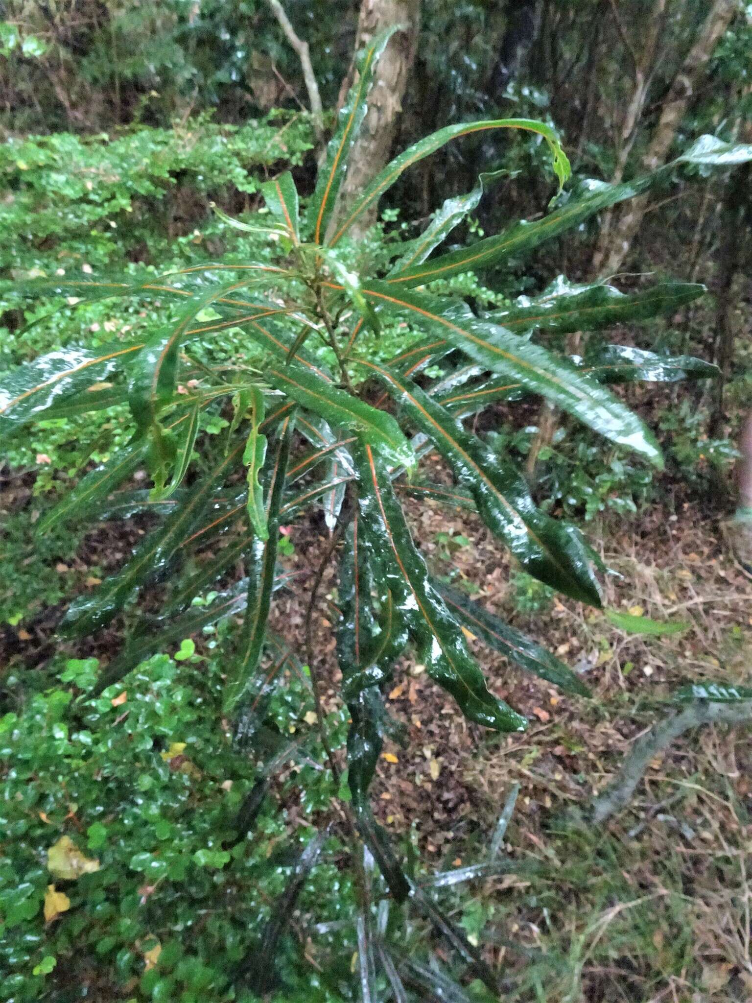 Image of Planchonella cinerea (Pancher ex Baill.) P. Royen