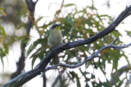 Image of Purple-gaped Honeyeater