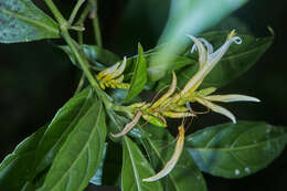 Image of Pachystachys azaleiflora (Rusby) A. L. A. Côrtes