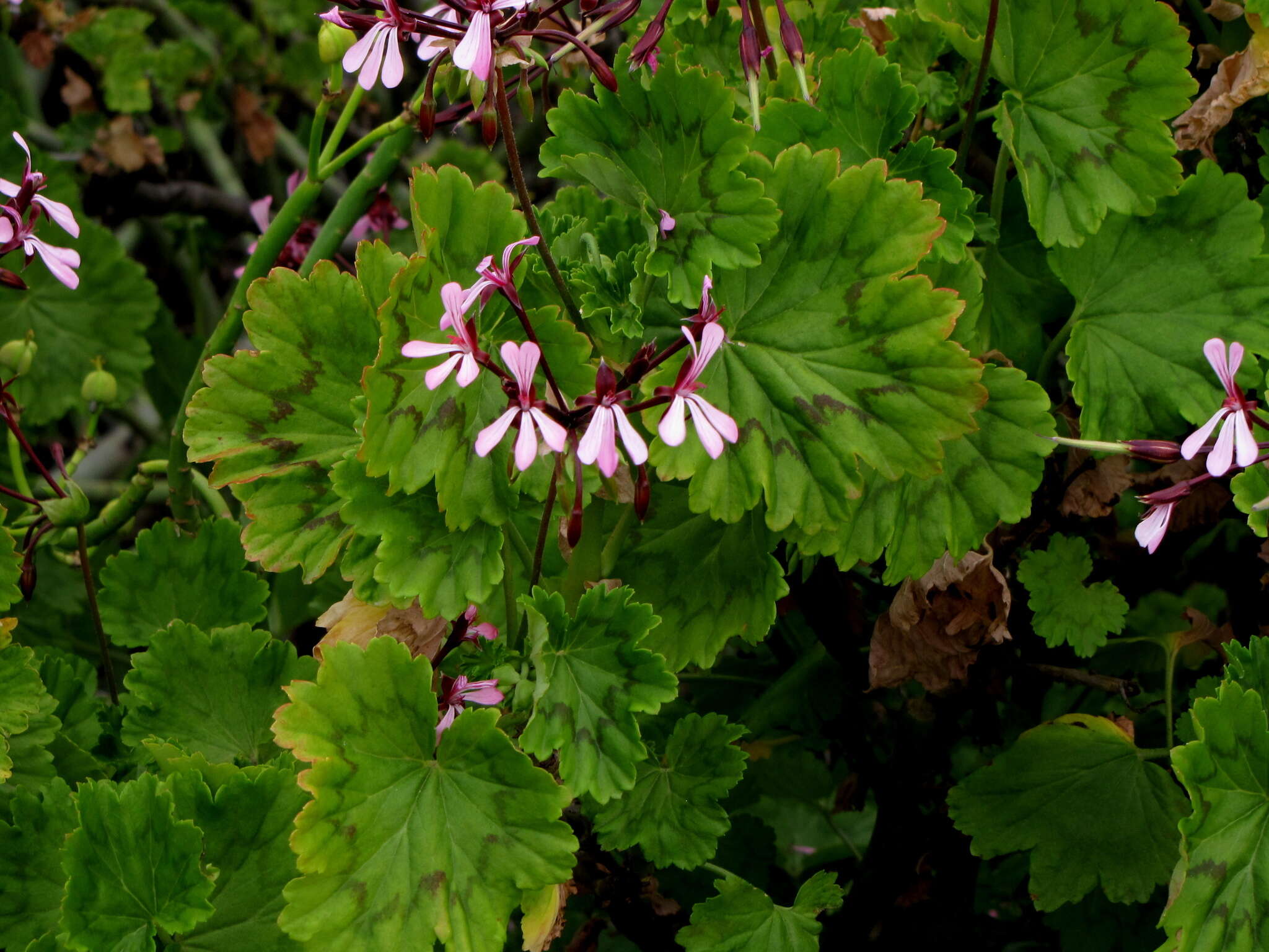 Image of horseshoe geranium