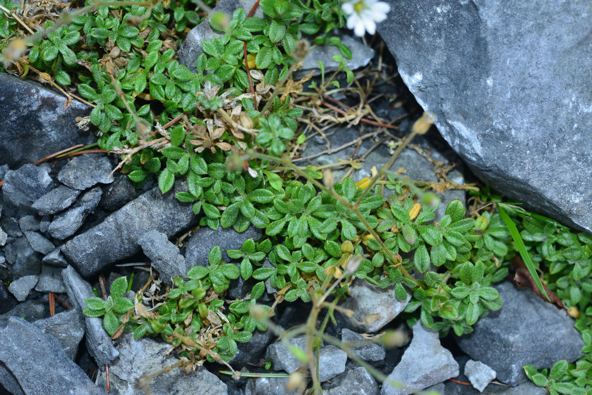 Слика од Cerastium arvense subsp. arvense