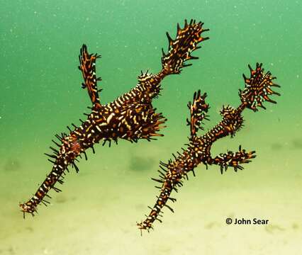 Image of Ornate ghost pipefish