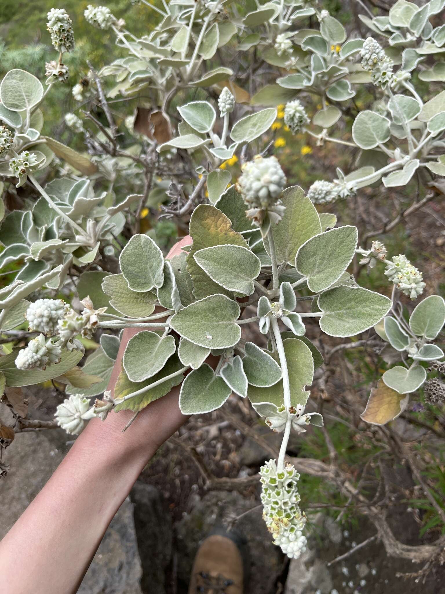 Image of Sideritis cretica subsp. cretica